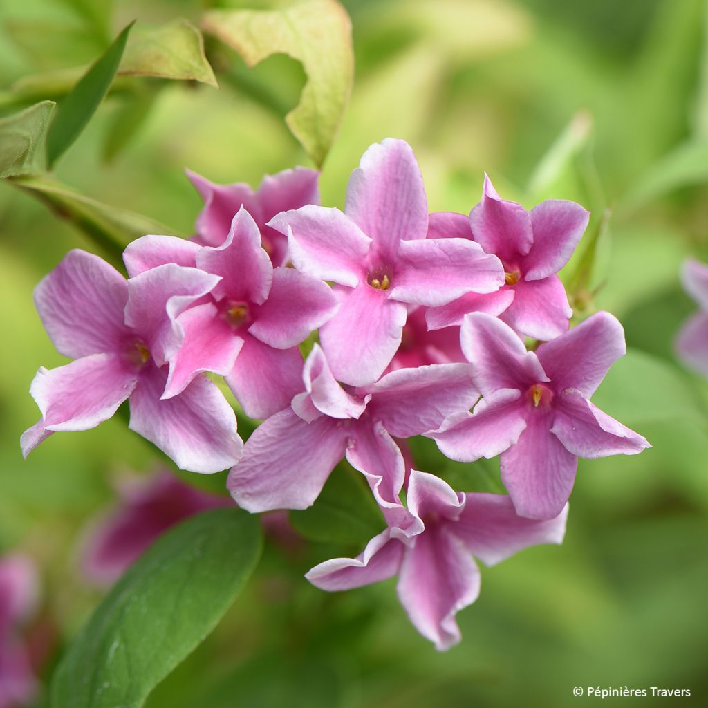 Jasminum Starry Summer Scent - Jasmin hybride