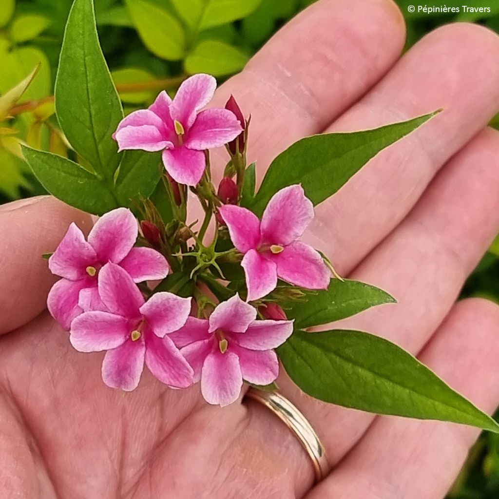 Jasminum Starry Summer Scent - Jasmin hybride