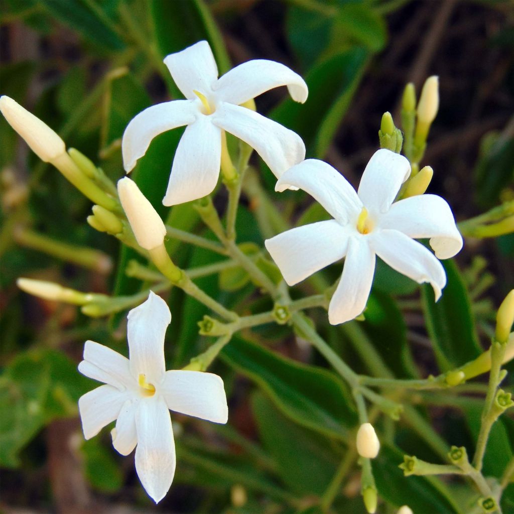Jasmin - Jasminum azoricum