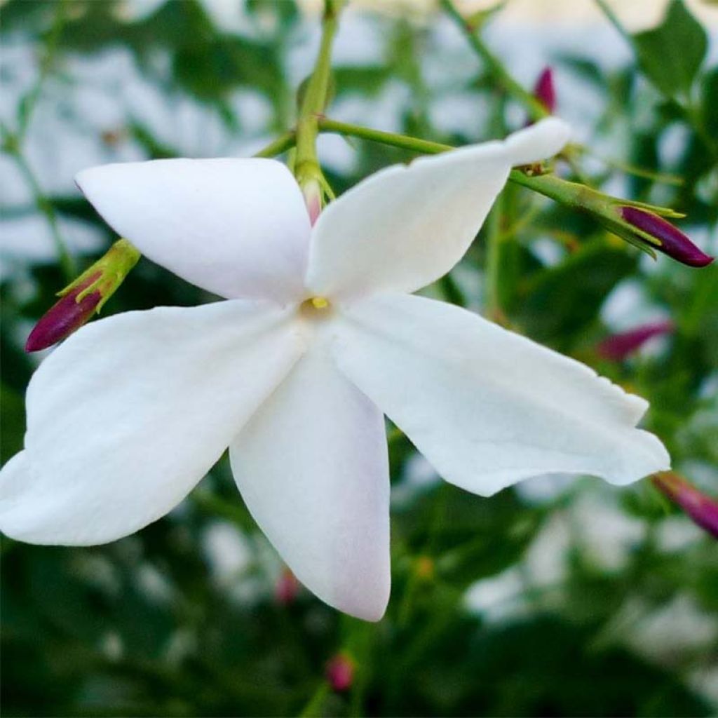 Jasmin - Jasminum grandiflorum