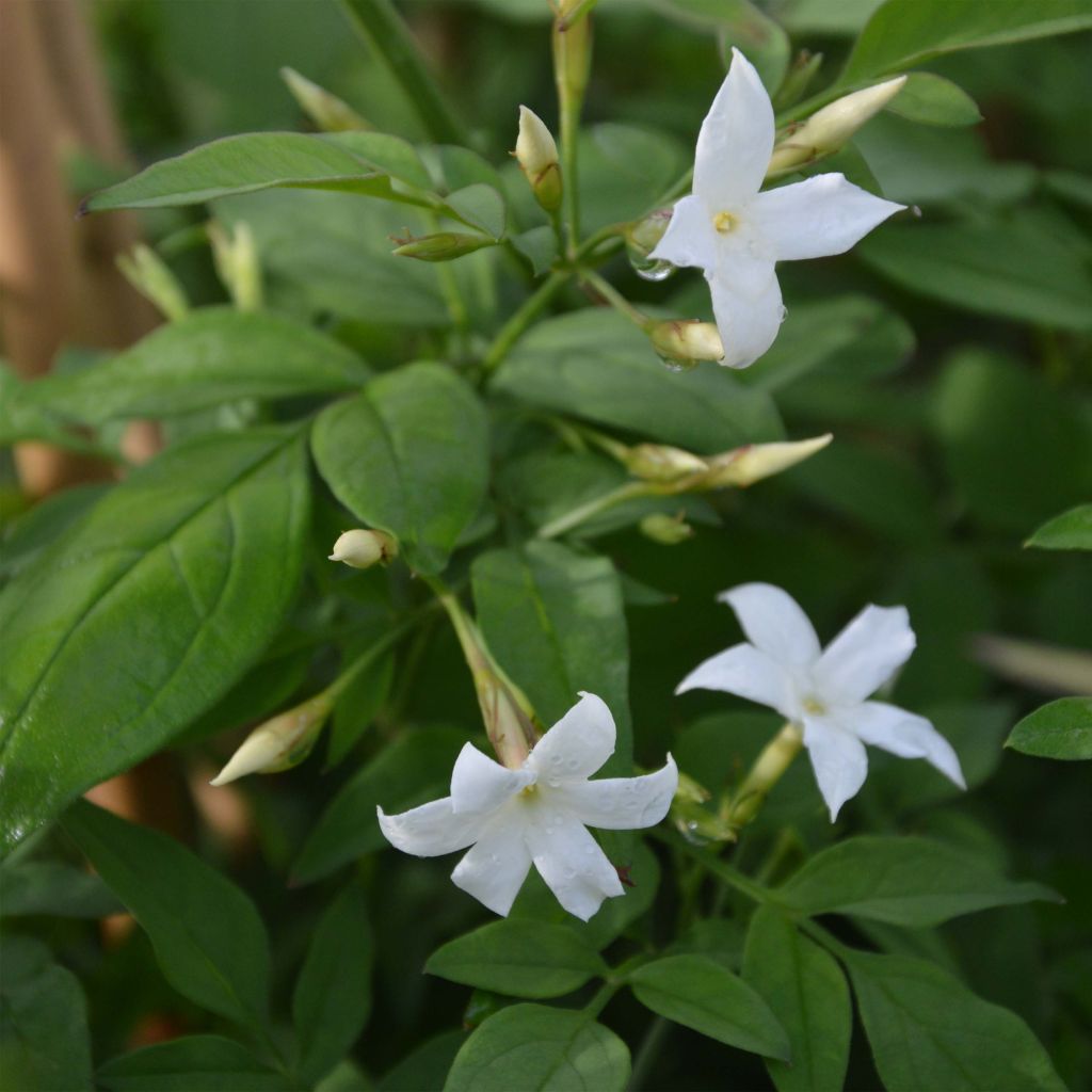 Jasminum officinale Affinis ou Affine - Jasmin officinal aux grandes fleurs  blanches à revers rose