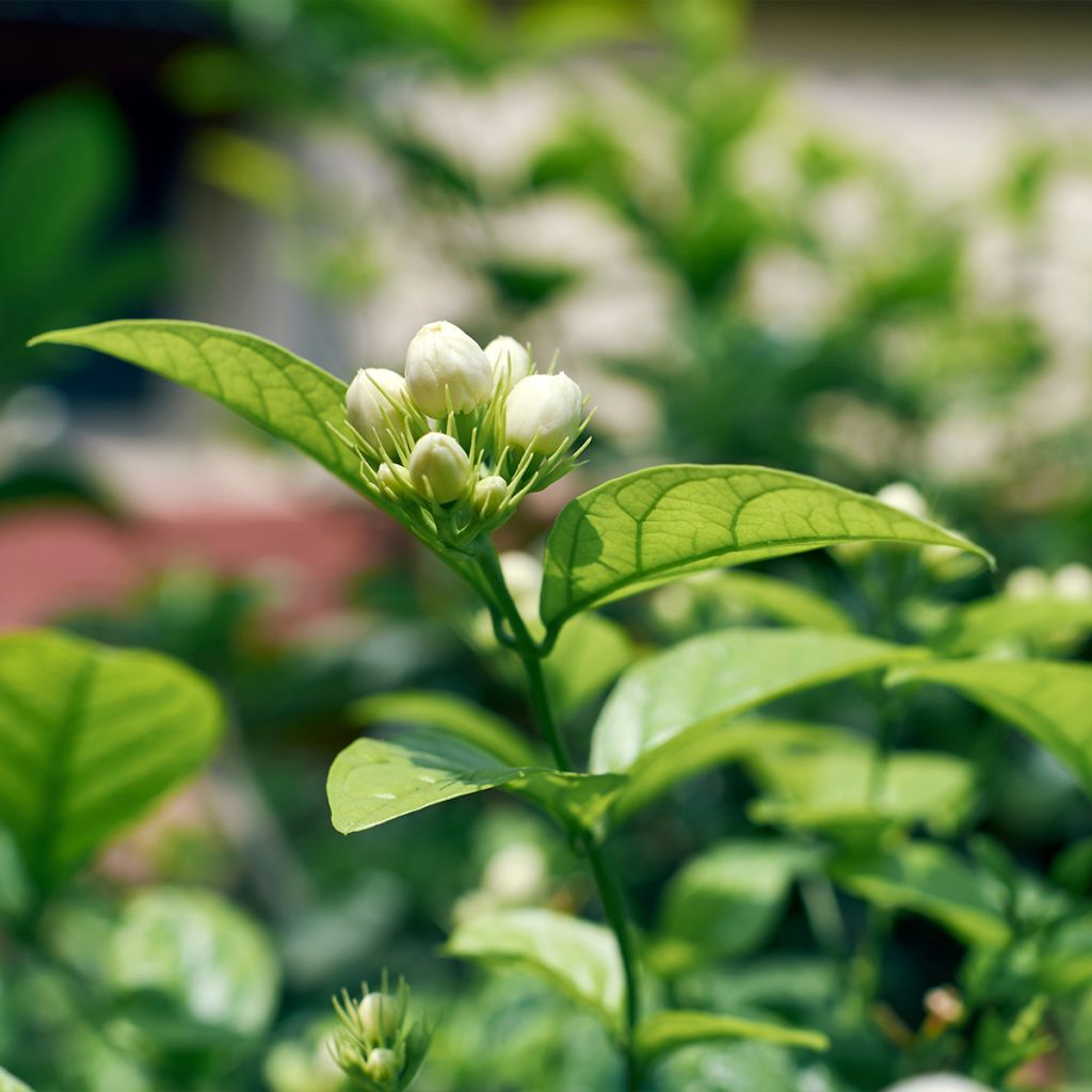 Jasmin d'Arabie - Jasminum sambac