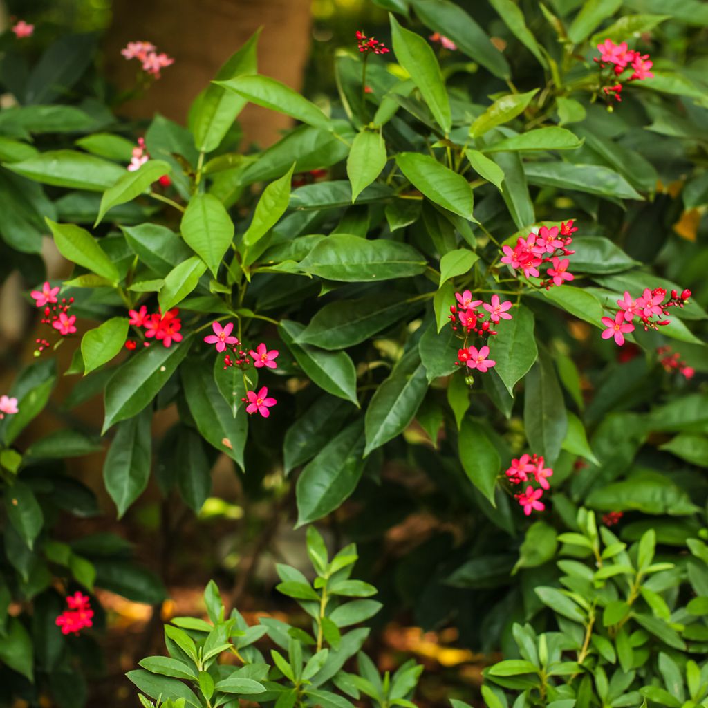 Jatropha integerrima - Jatropha fleur