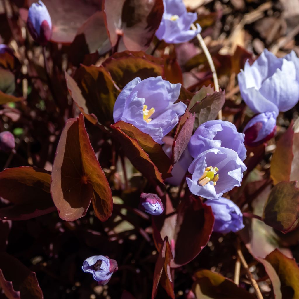 Jeffersonia dubia