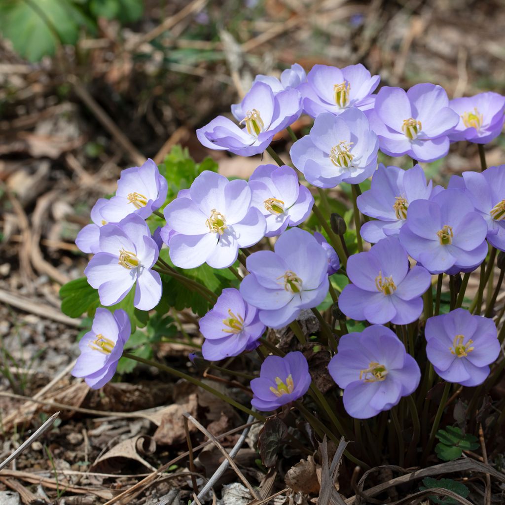 Jeffersonia dubia