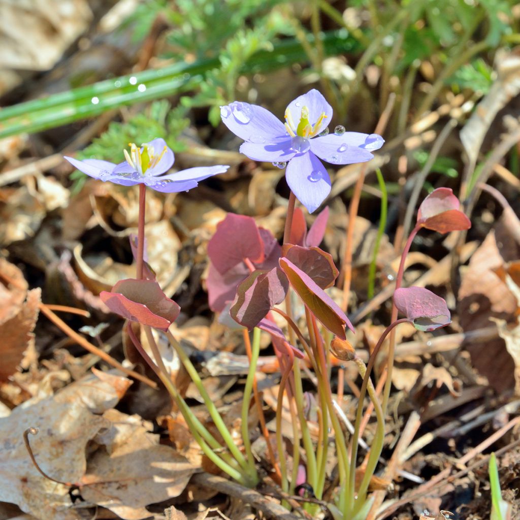 Jeffersonia dubia