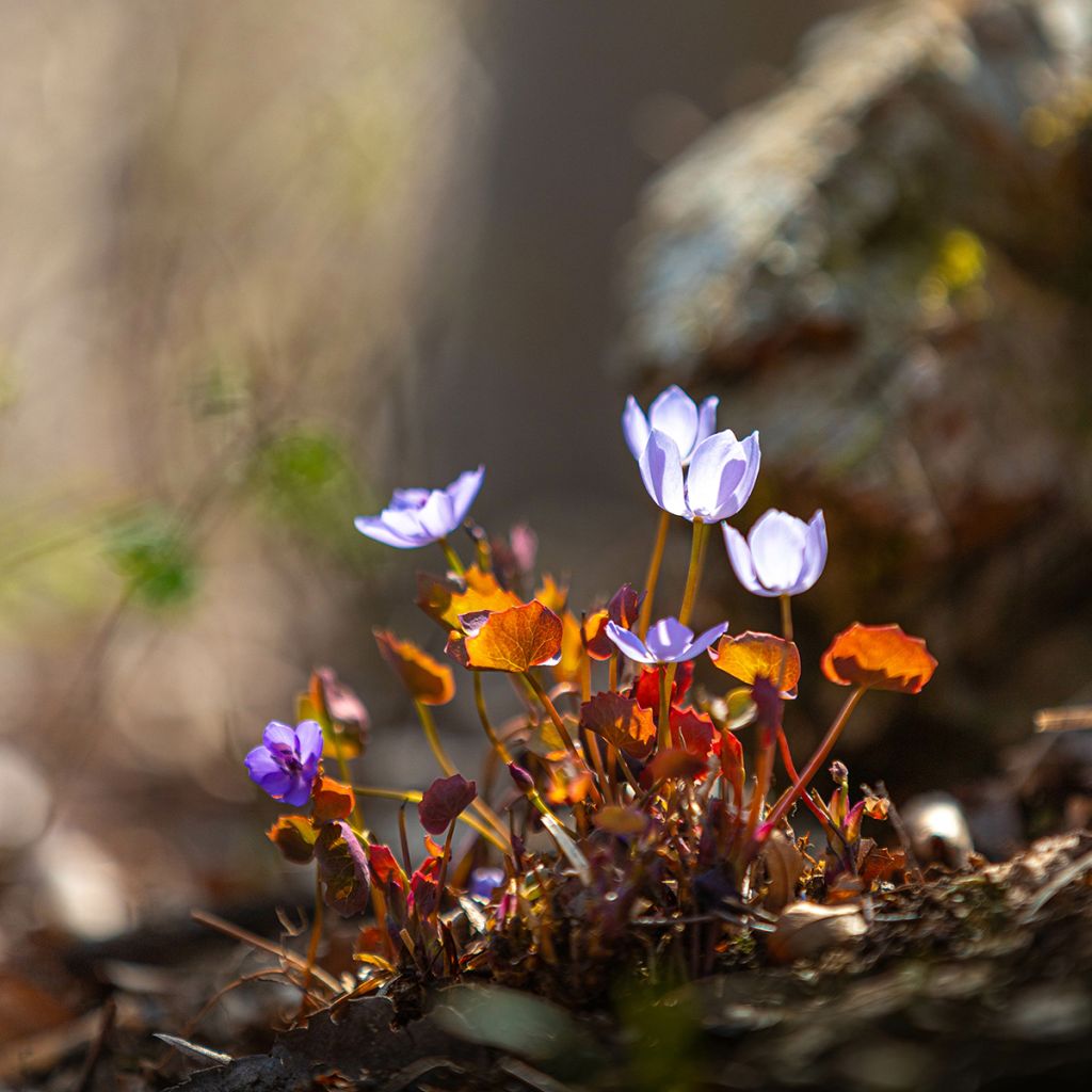 Jeffersonia dubia