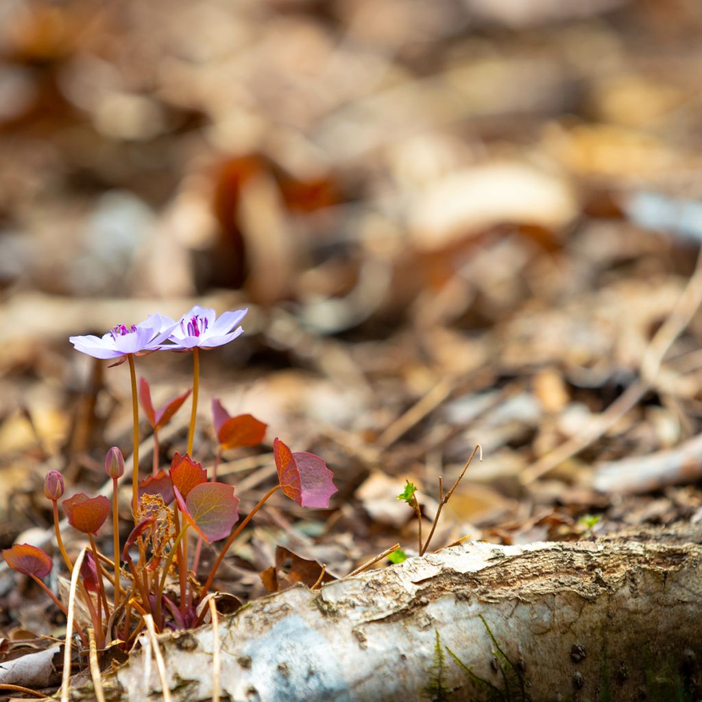 Jeffersonia dubia