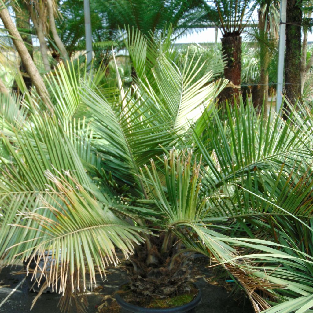 Jubaea chilensis - Cocotier du Chili