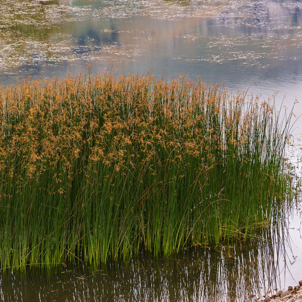 Juncus inflexus - Jonc des jardiniers