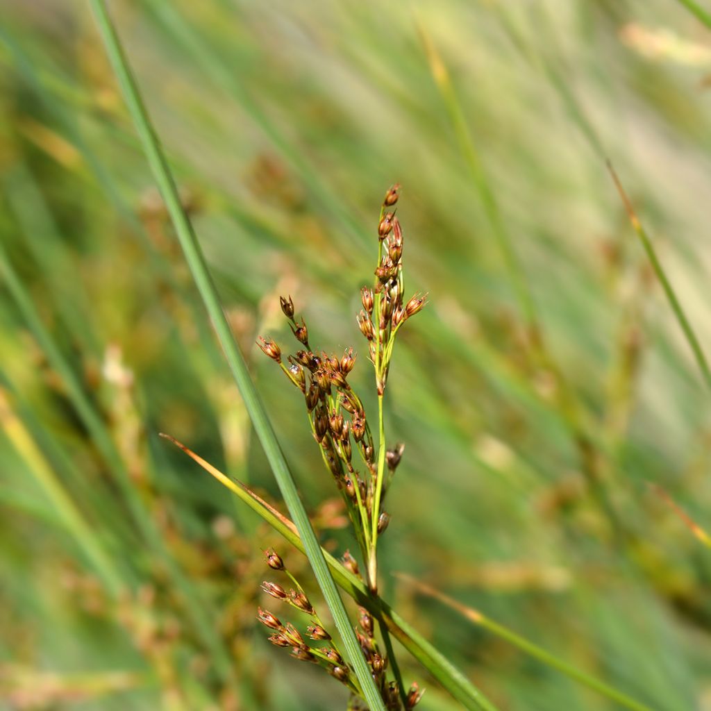 Juncus inflexus - Jonc des jardiniers