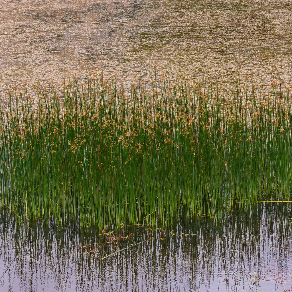 Juncus inflexus - Jonc des jardiniers