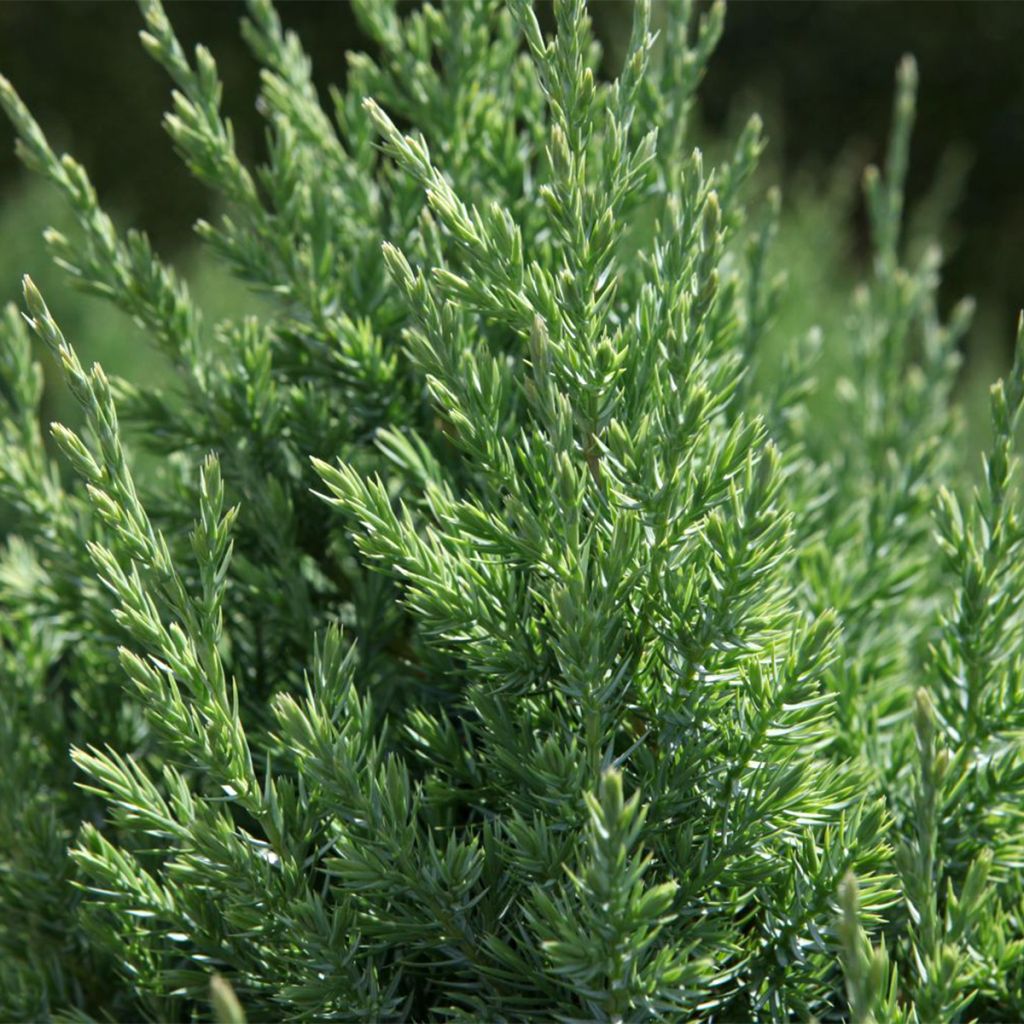 Genévrier de Chine - Juniperus chinensis Stricta