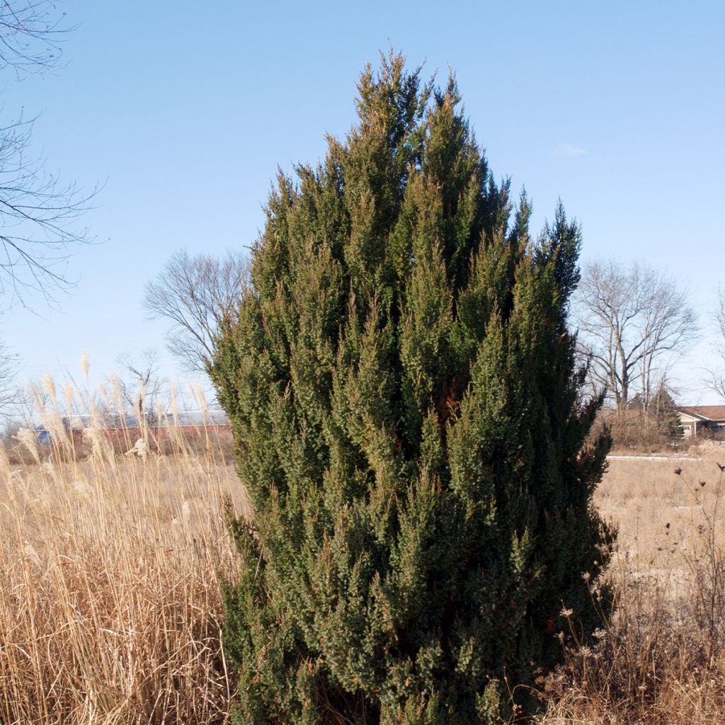 Genévrier de Chine - Juniperus chinensis Stricta