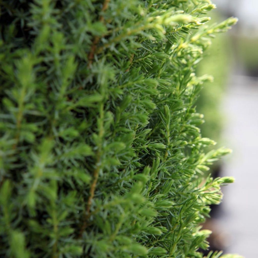 Genévrier commun nain - Juniperus communis Compressa