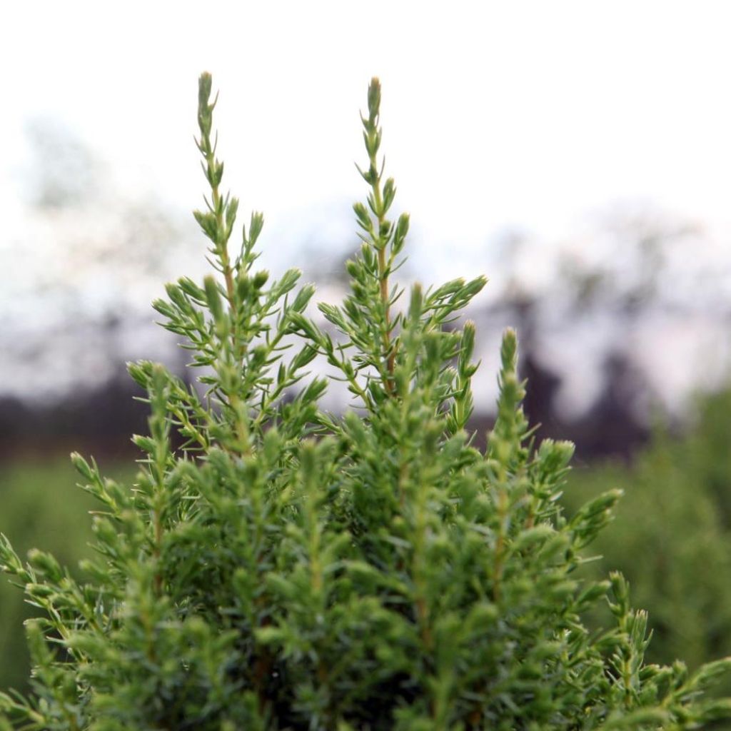 Genévrier commun nain - Juniperus communis Compressa