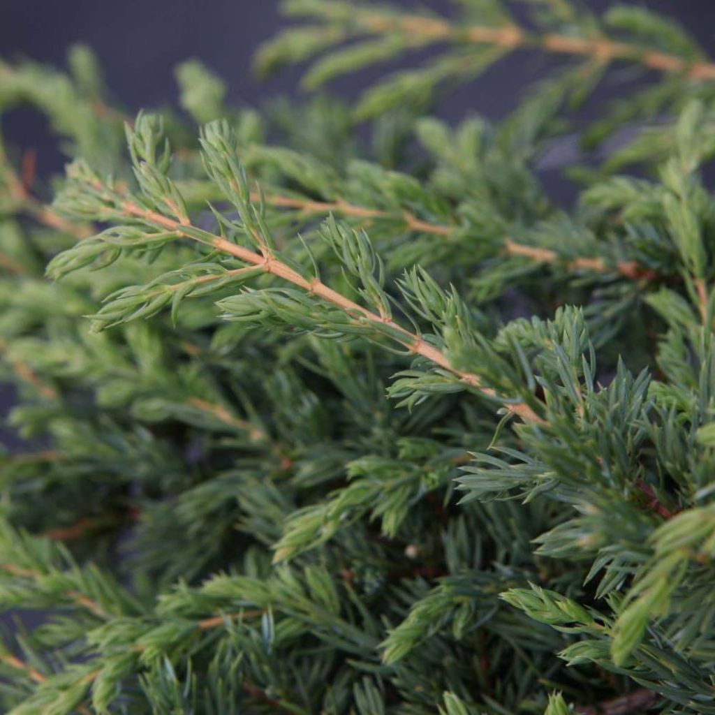 Juniperus communis Repanda - Genévrier commun.