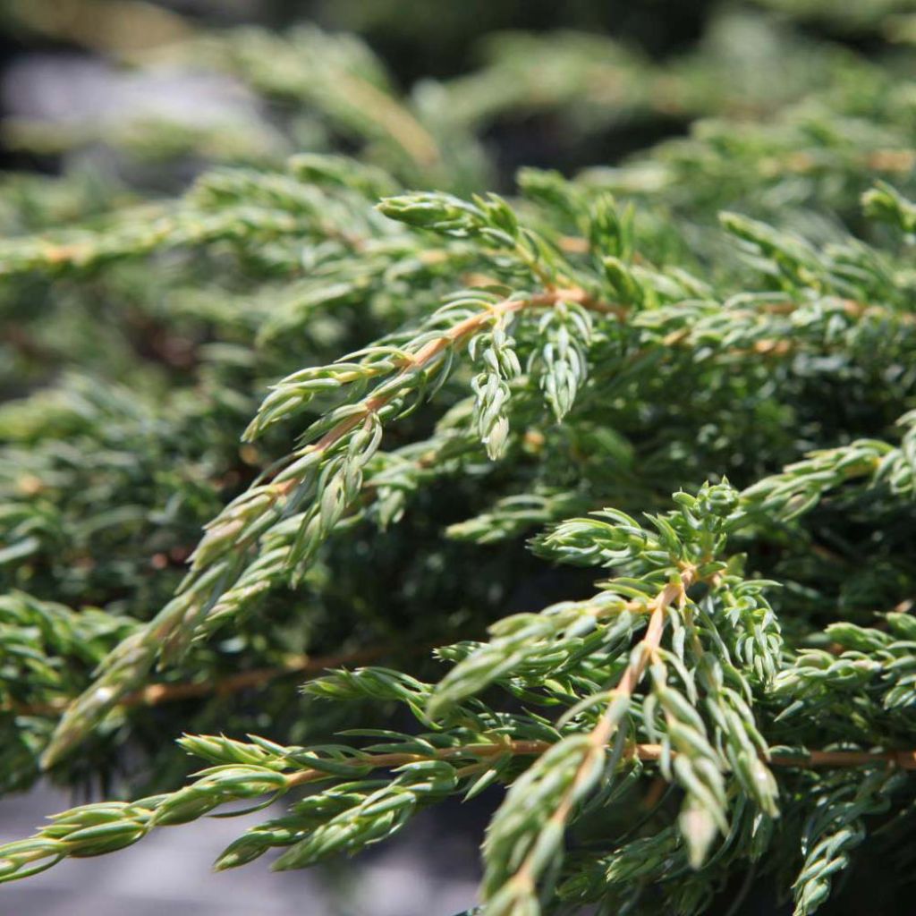 Juniperus communis Repanda - Genévrier commun.