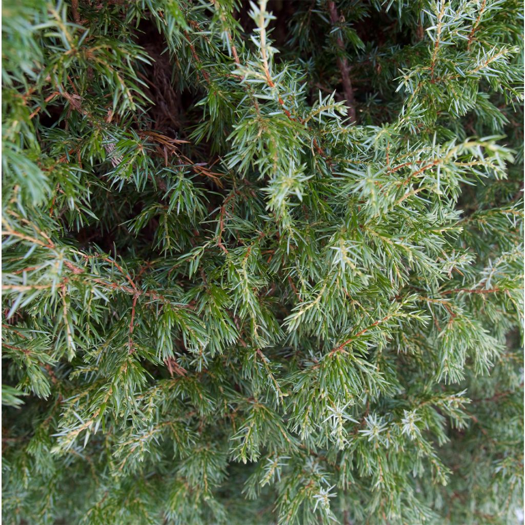 Genévrier de Suède - Juniperus communis Suecica