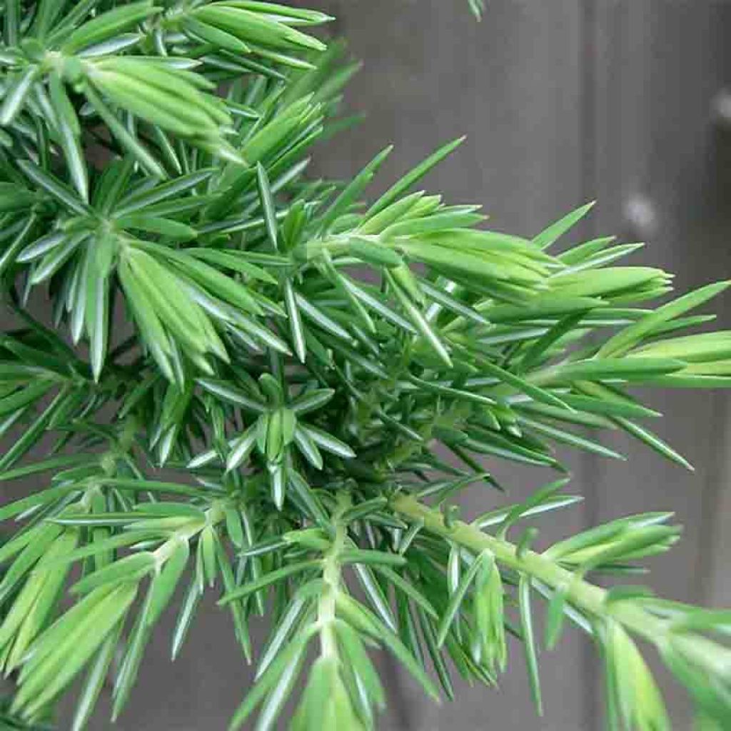 Juniperus conferta Blue Pacific - Genévrier des plages                