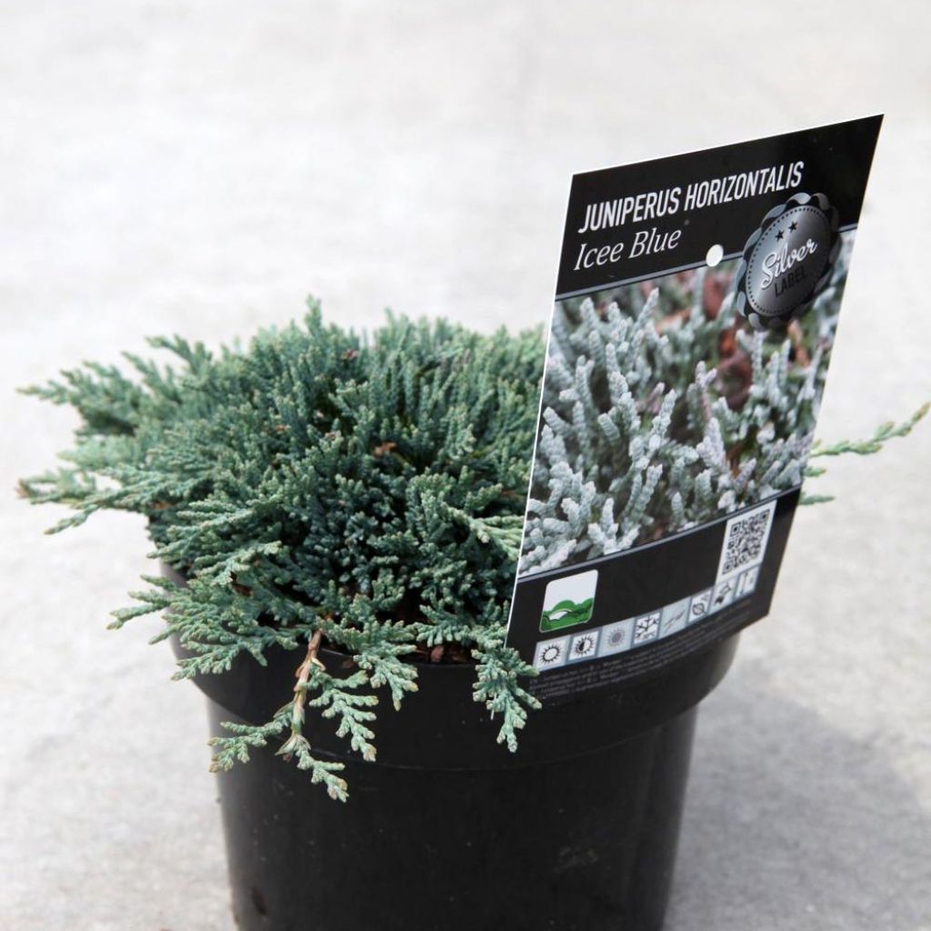 Genévrier rampant - Juniperus horizontalis Icee Blue