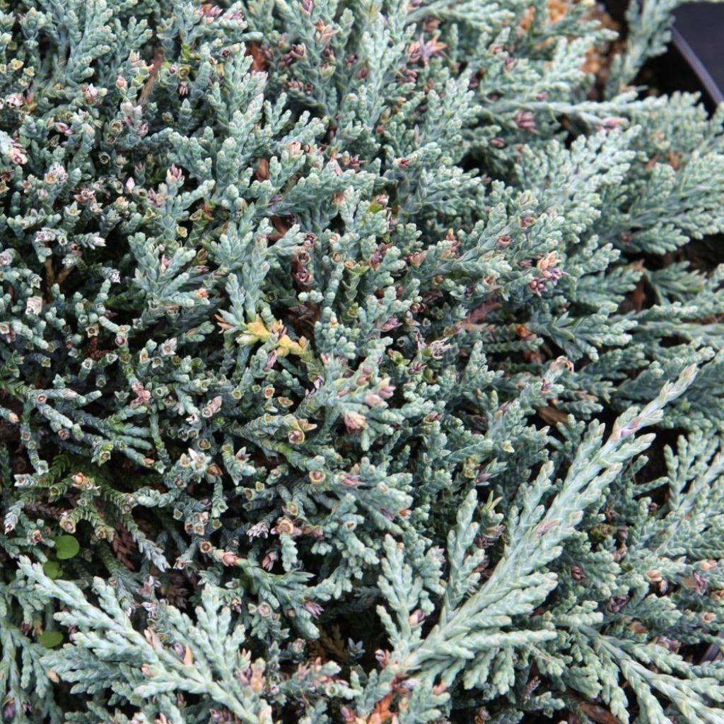 Genévrier rampant - Juniperus horizontalis Icee Blue