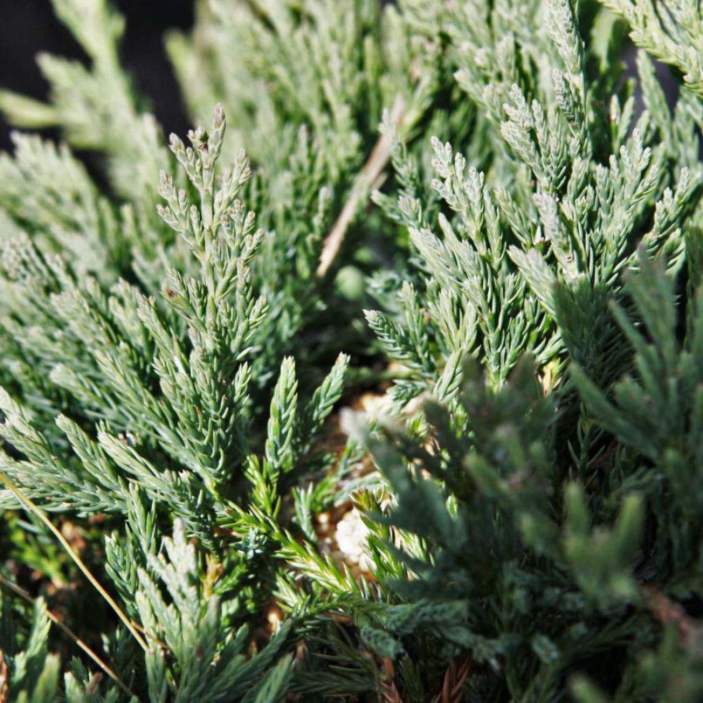 Juniperus horizontalis Prostrata - Genévrier rampant.