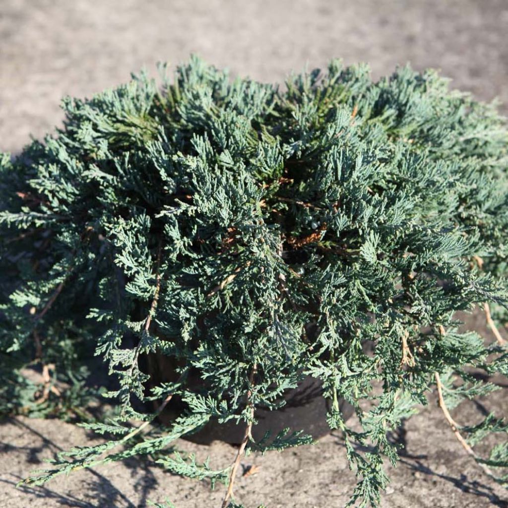 Juniperus horizontalis Wiltonii - Genévrier rampant 