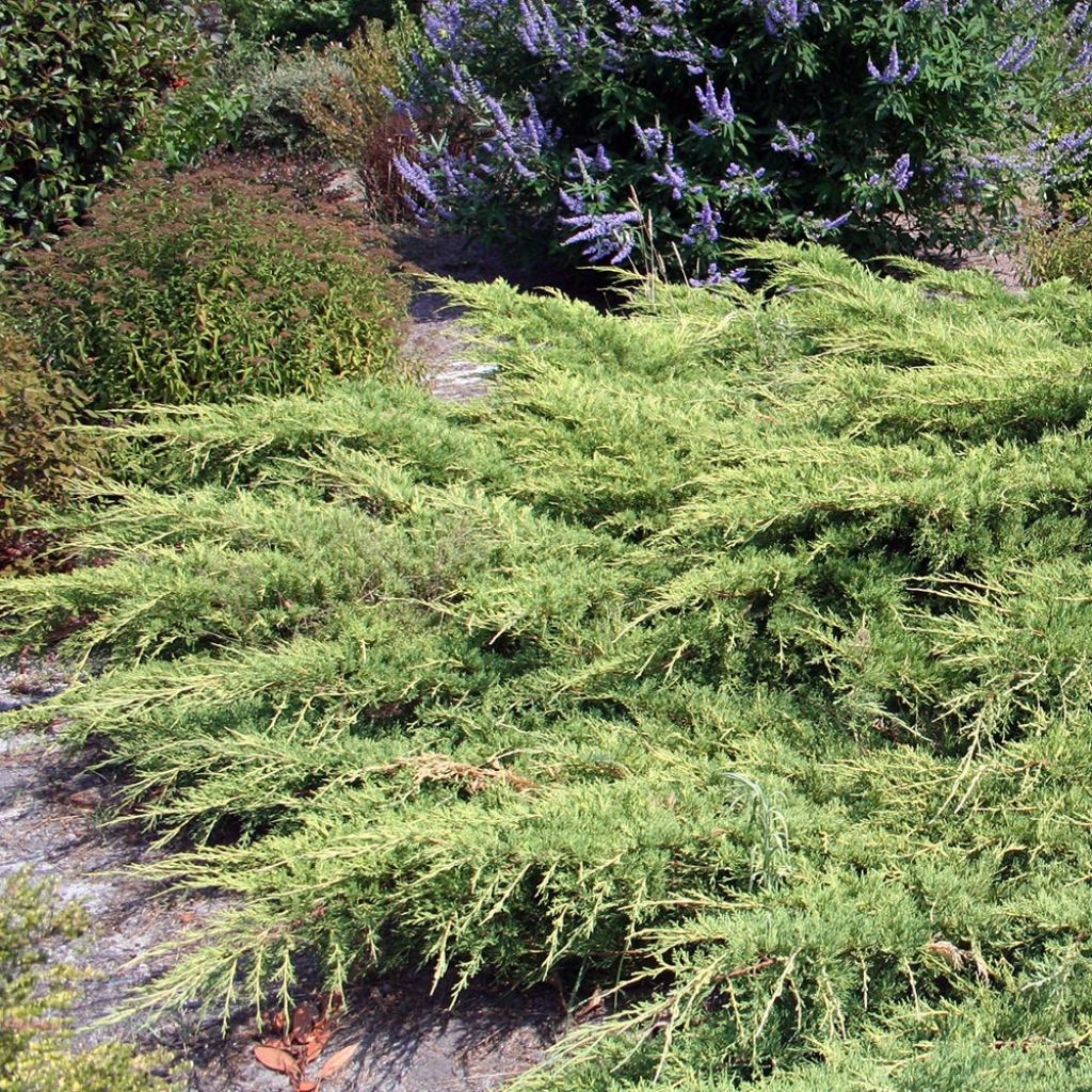 Genévrier de Pfitzer - Juniperus pfitzeriana