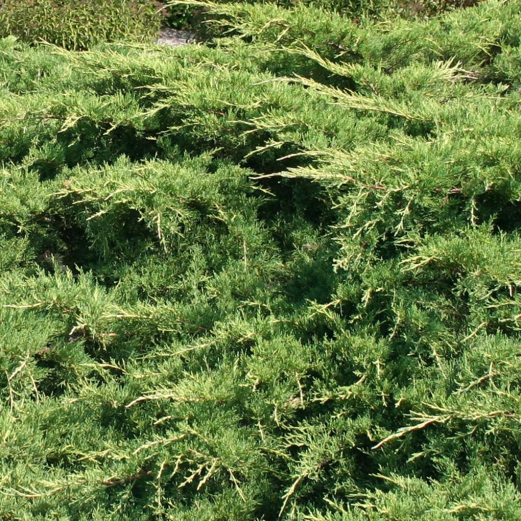 Genévrier de Pfitzer - Juniperus pfitzeriana
