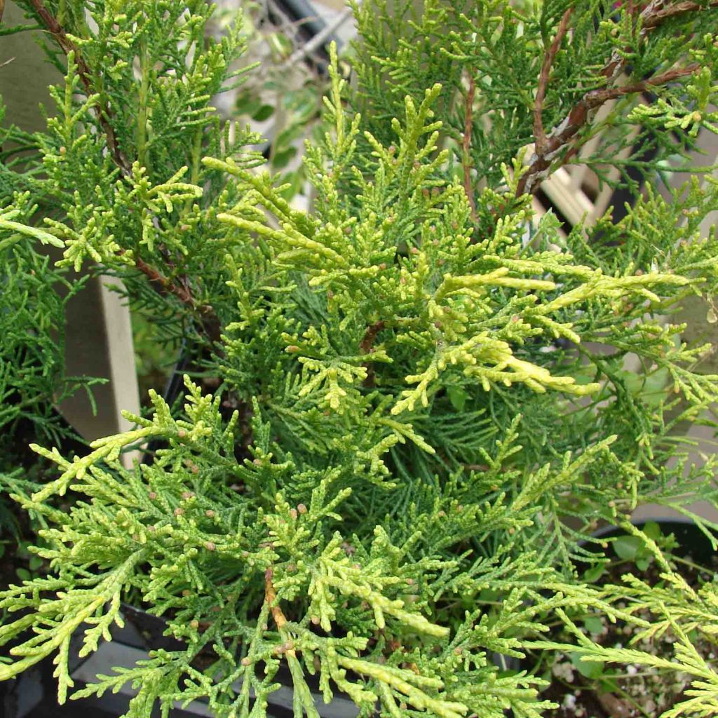 Juniperus pfitzeriana Old Gold - Genévrier                 