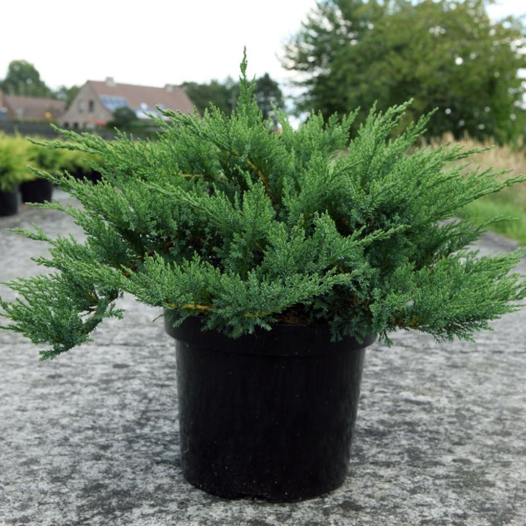 Genévrier sabine à feuilles de Tamaris - Juniperus sabina Tamariscifolia