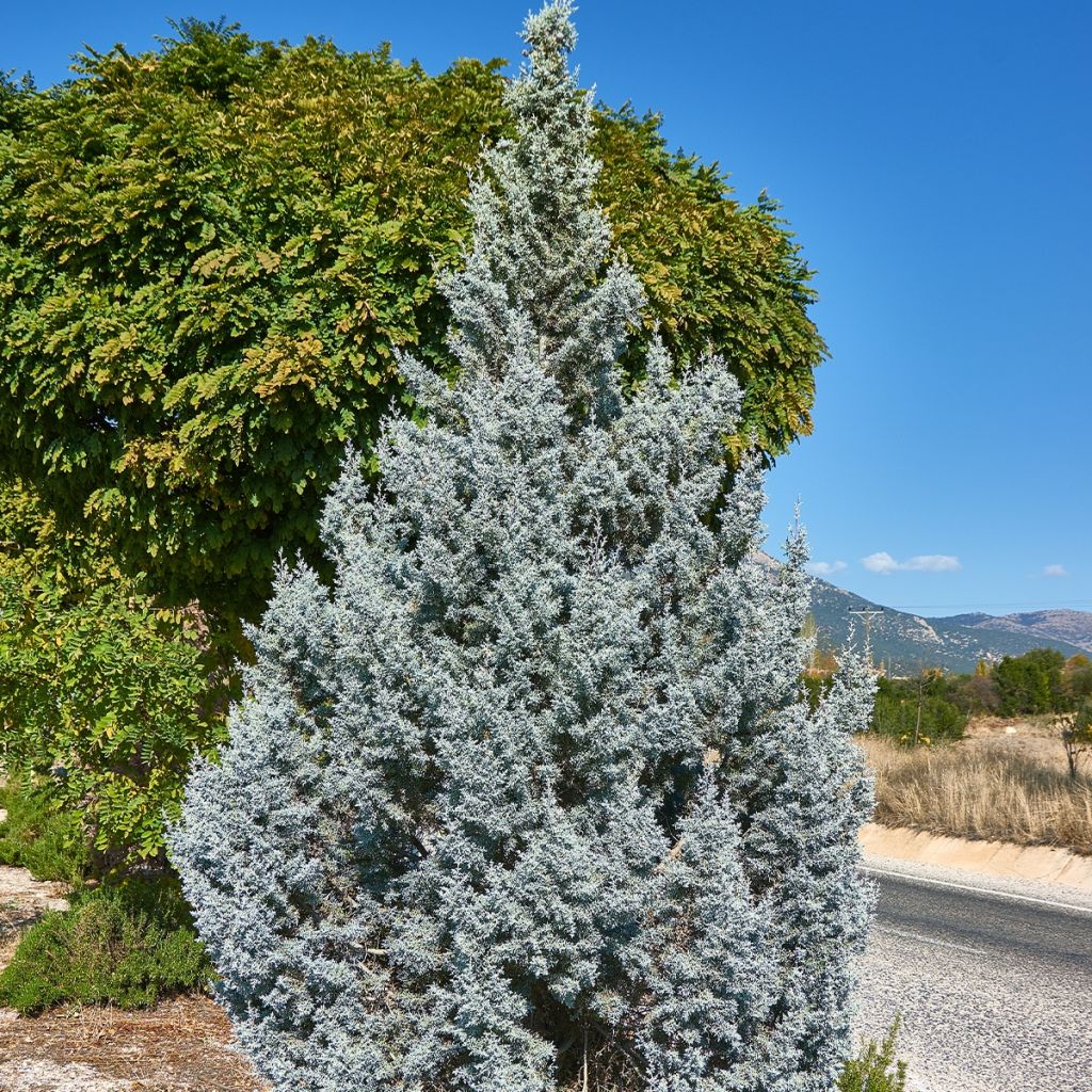 Genévrier - Juniperus scopulorum Moonglow