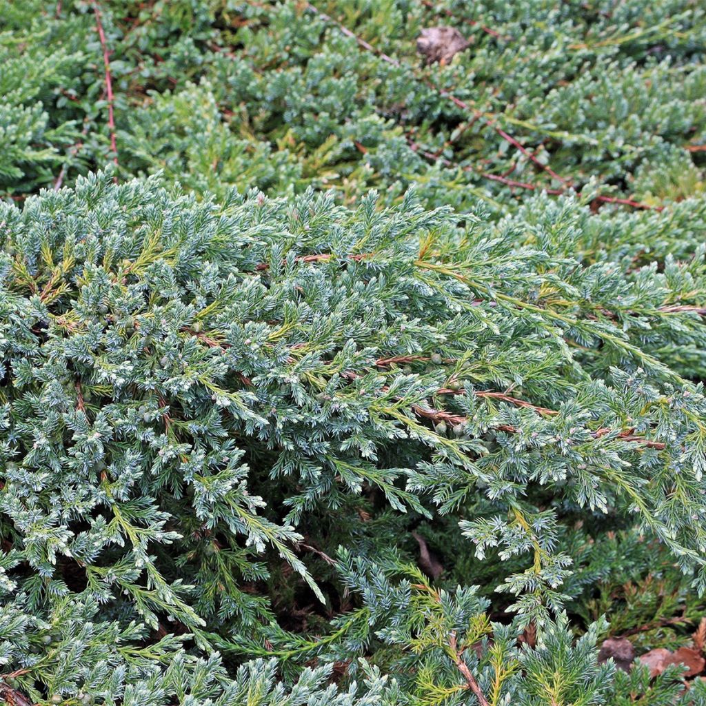 Genévrier écailleux - Juniperus squamata Blue Swede