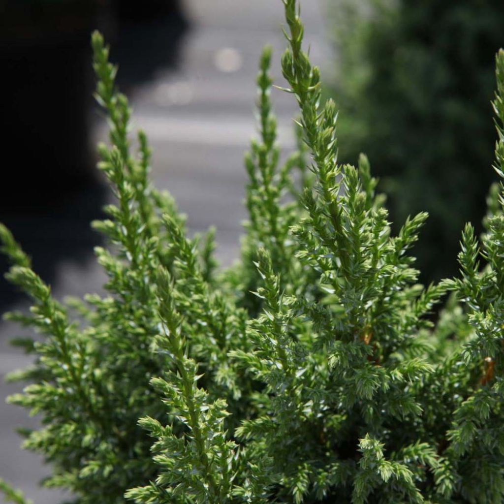 Juniperus squamata Loderi - Genévrier écailleux