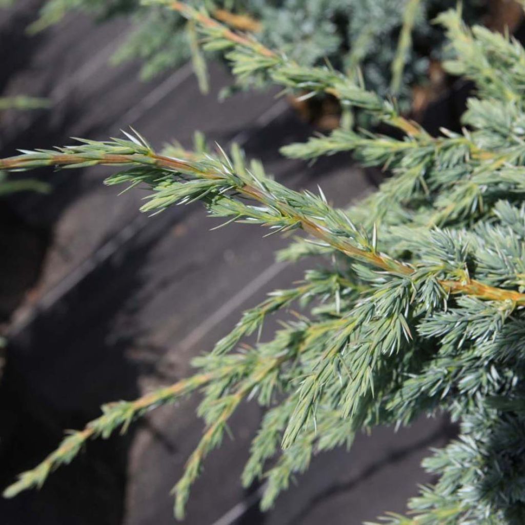 Juniperus squamata Meyeri - Genévrier écailleux.