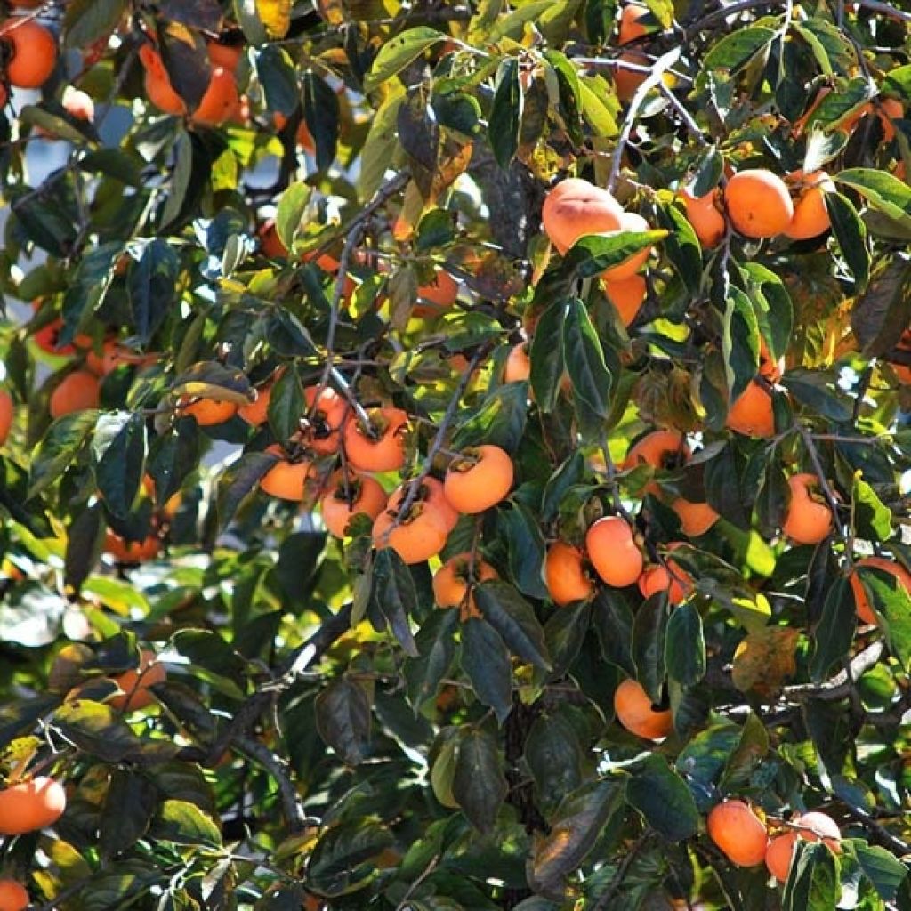 Kaki Fuyu, kaki pomme : avantages de cette variété, plantation, culture