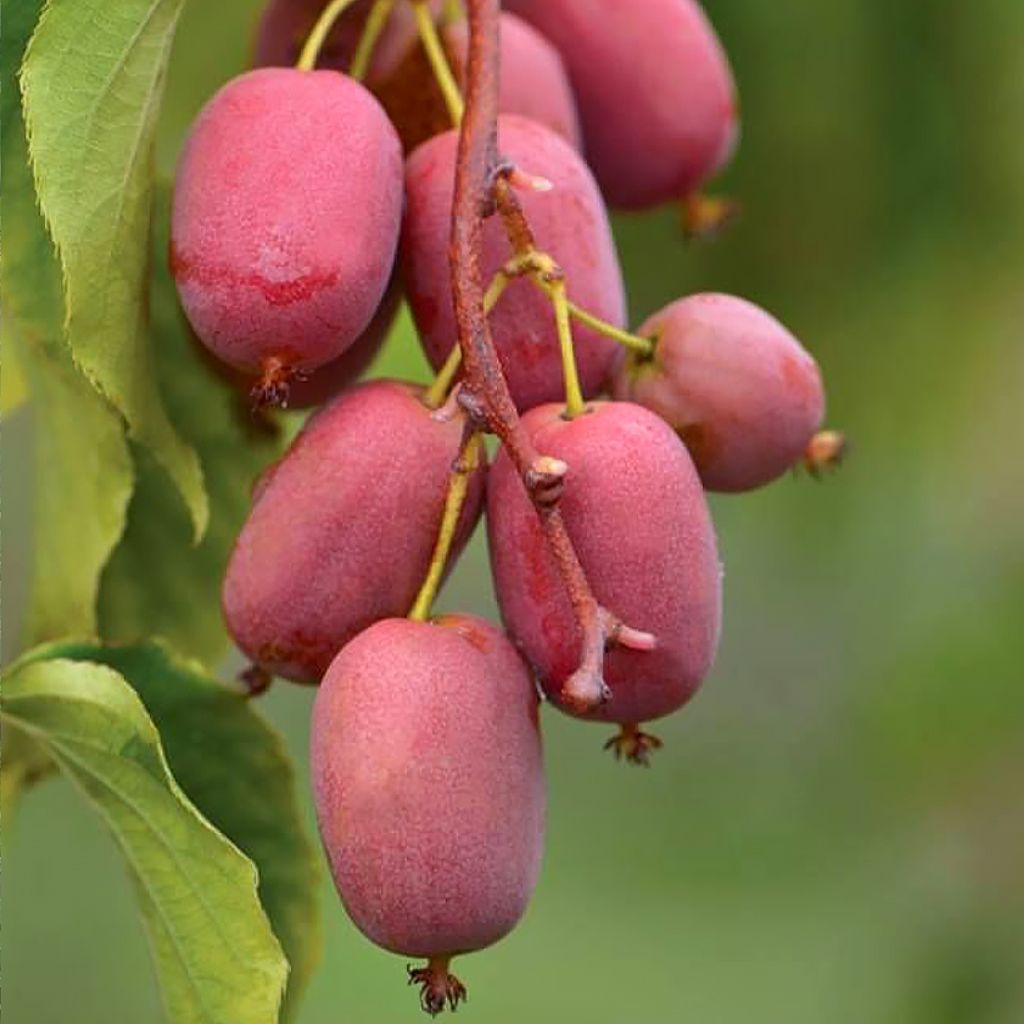 Kiwi arguta femelle Pink Jumbo - Actinidia arguta