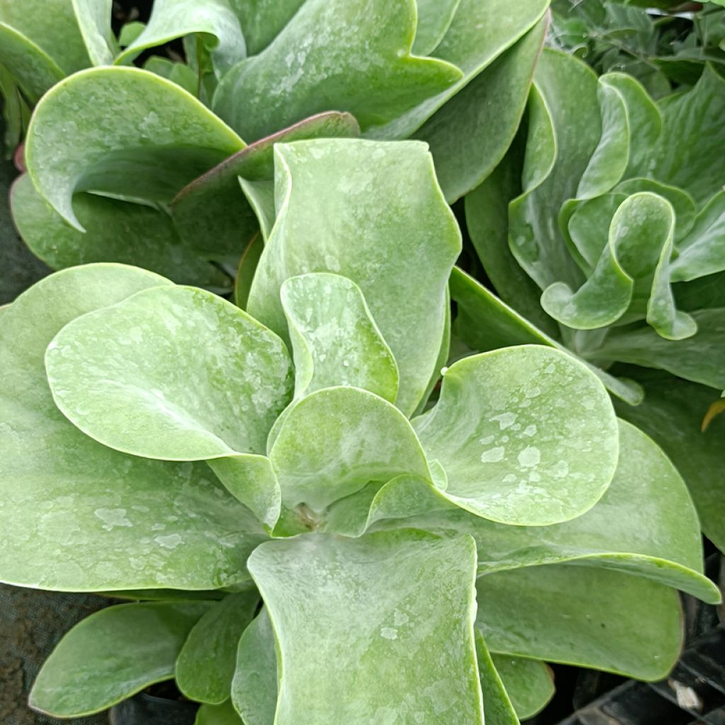 Kalanchoe thyrsiflora Bronze Sculpture - Kalanchoé à fleurs en thyrse