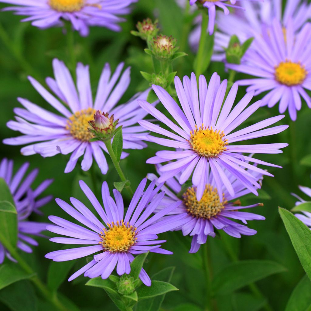 Kalimeris incisa Blue Star