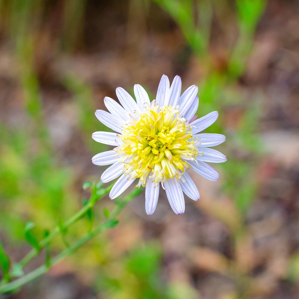 Kalimeris pinnatifida var. hortensis