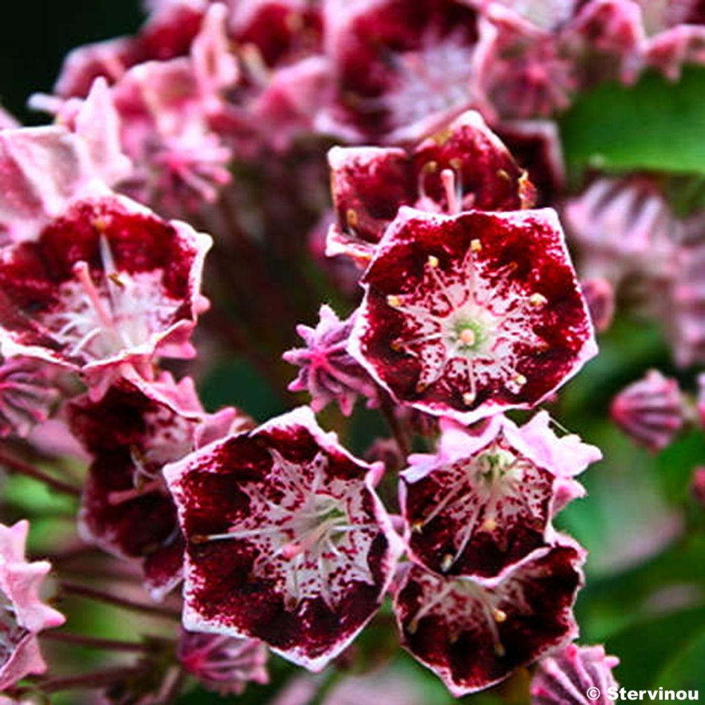 Kalmia latifolia Bull's Eye - Laurier des montagnes rouge-pourpre à marges blanches