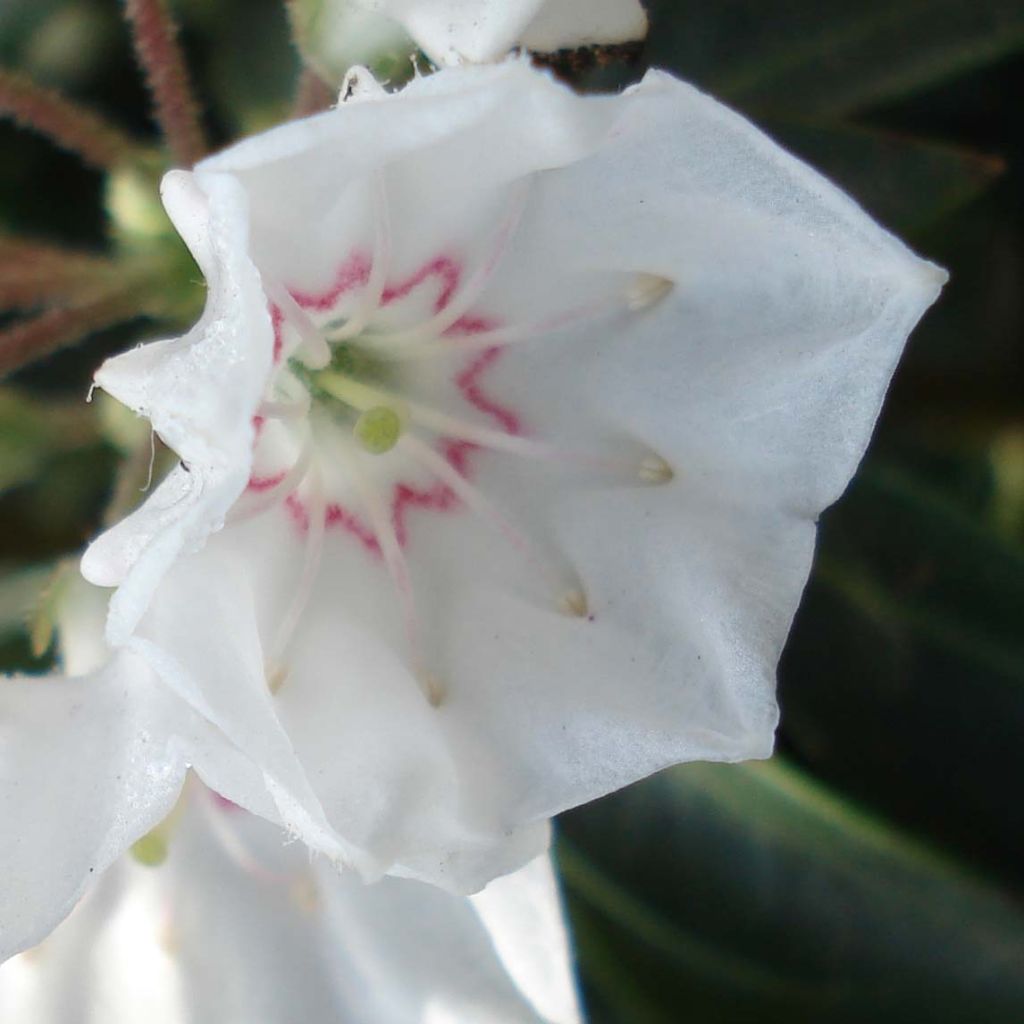 Kalmia latifolia Elf - Laurier des montagnes nain