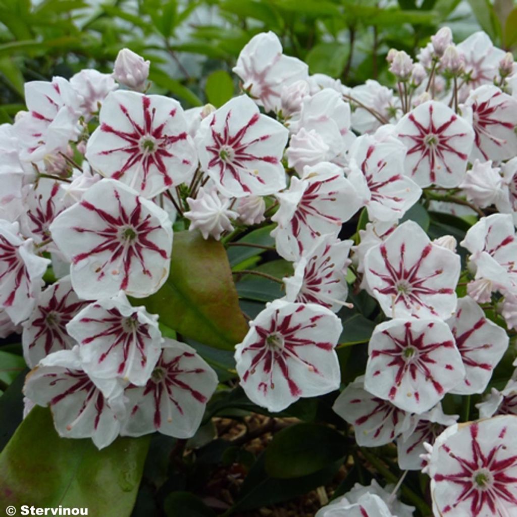 Kalmia latifolia Peppermint - Laurier des montagnes rose très pâle à rayons rouges