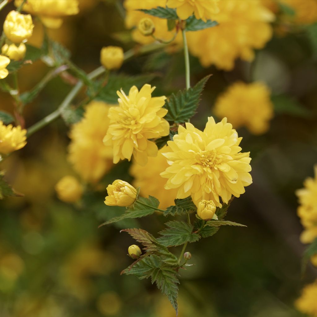 Kerria Japonica 'Pleniflora'