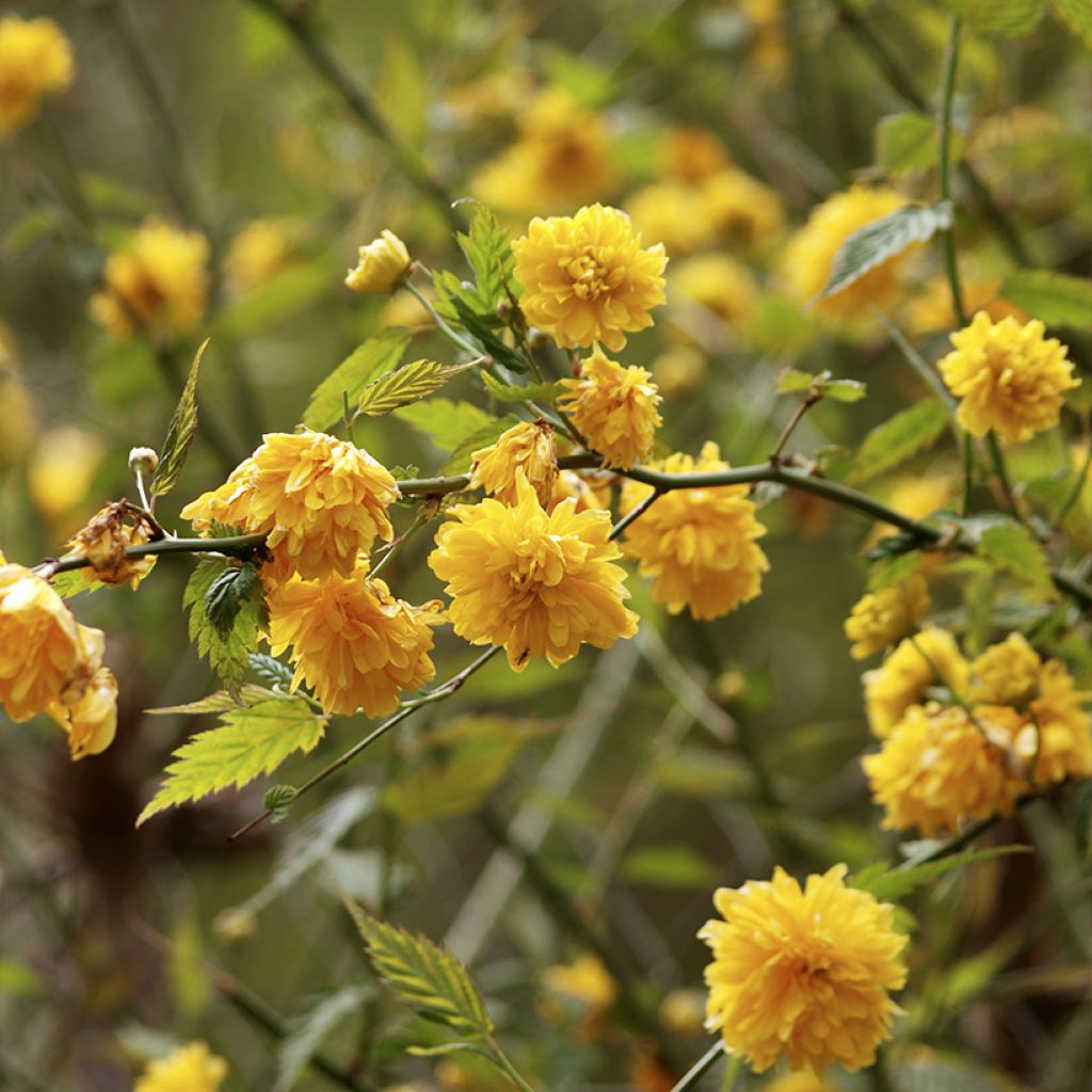 Kerria Japonica 'Pleniflora'