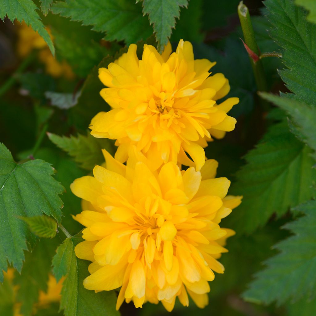 Kerria Japonica 'Pleniflora'