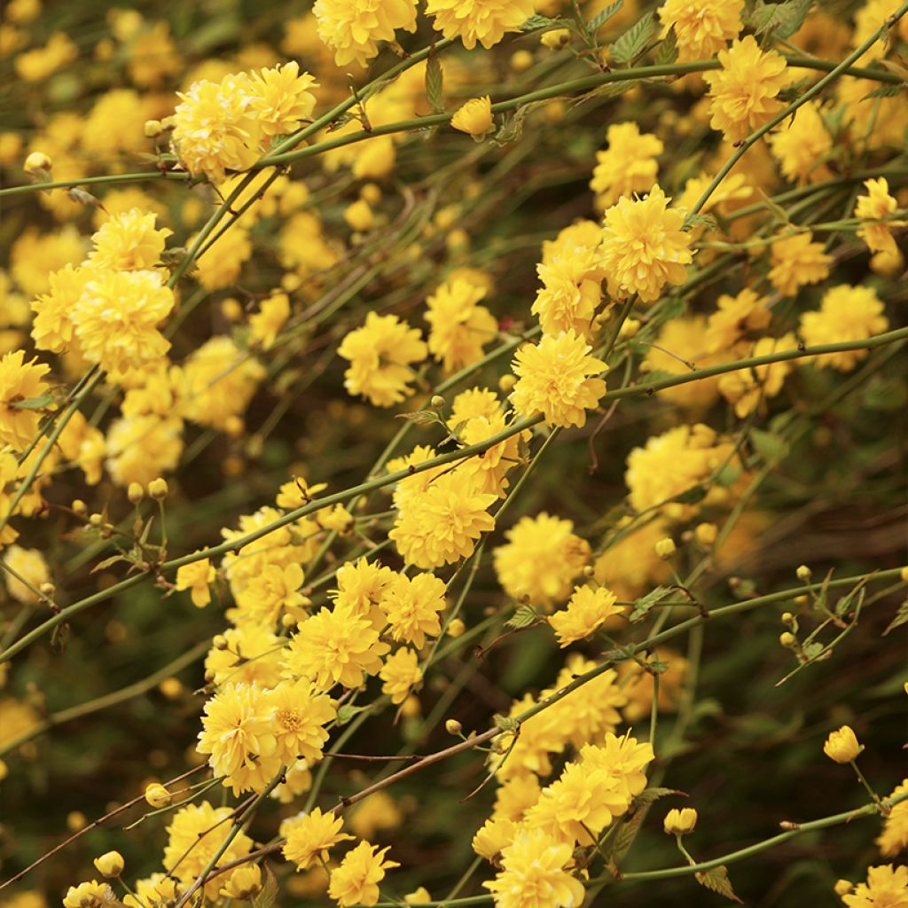 Kerria Japonica 'Pleniflora'