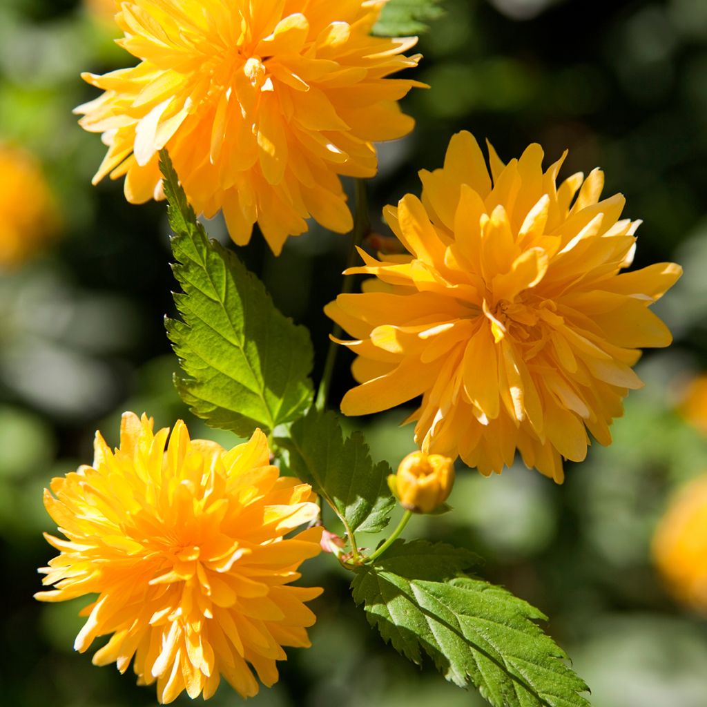 Kerria Japonica 'Pleniflora'