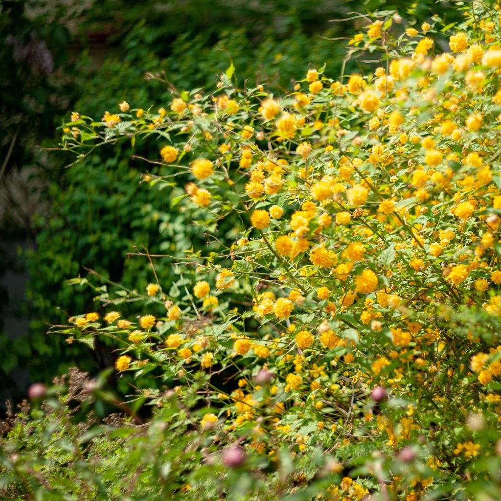 Kerria Japonica 'Pleniflora'